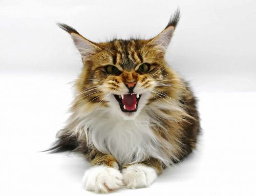 Katzensprache der Maine Coon