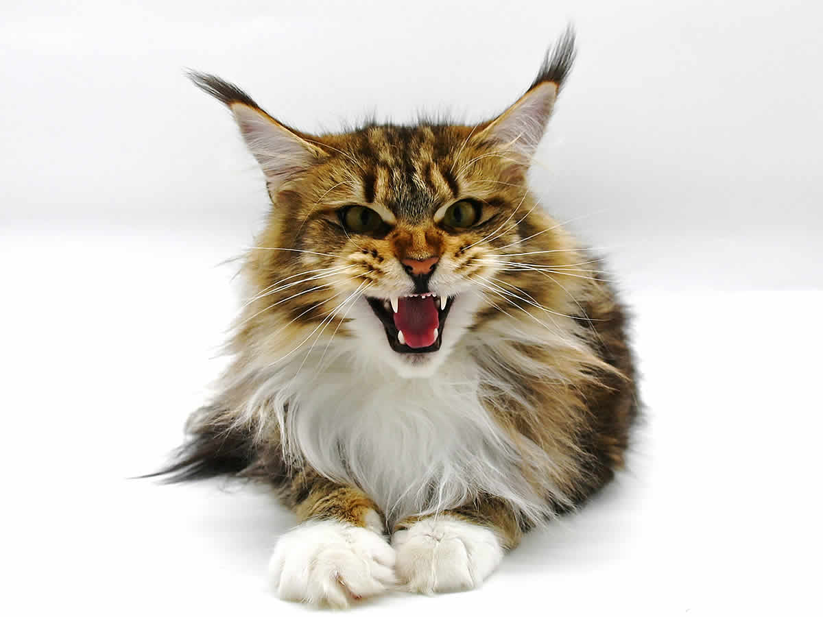 Katzensprache der Maine Coon