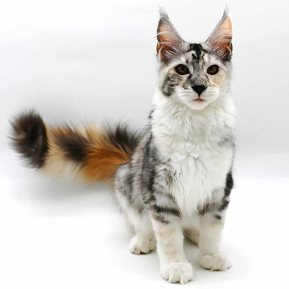 Bunte Fellfarben der Maine Coon 