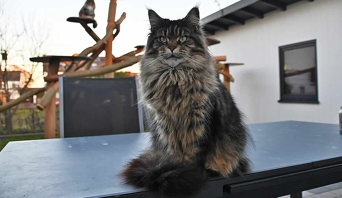 Alter Typ der Maine Coon