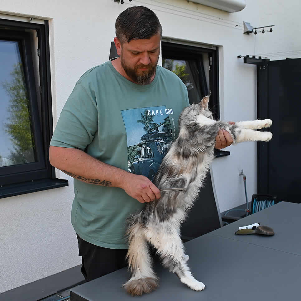 Fellpflege der Maine Coon