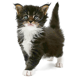 Maine Coon Baby Hirschberger’s Grisu