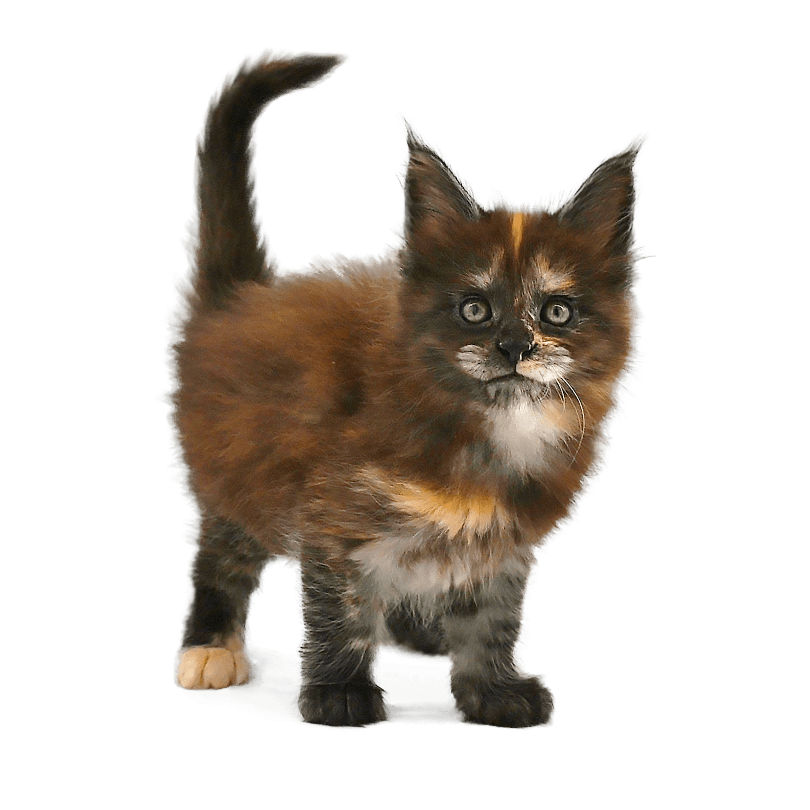 Maine Coon Baby Hirschberger’s Inka