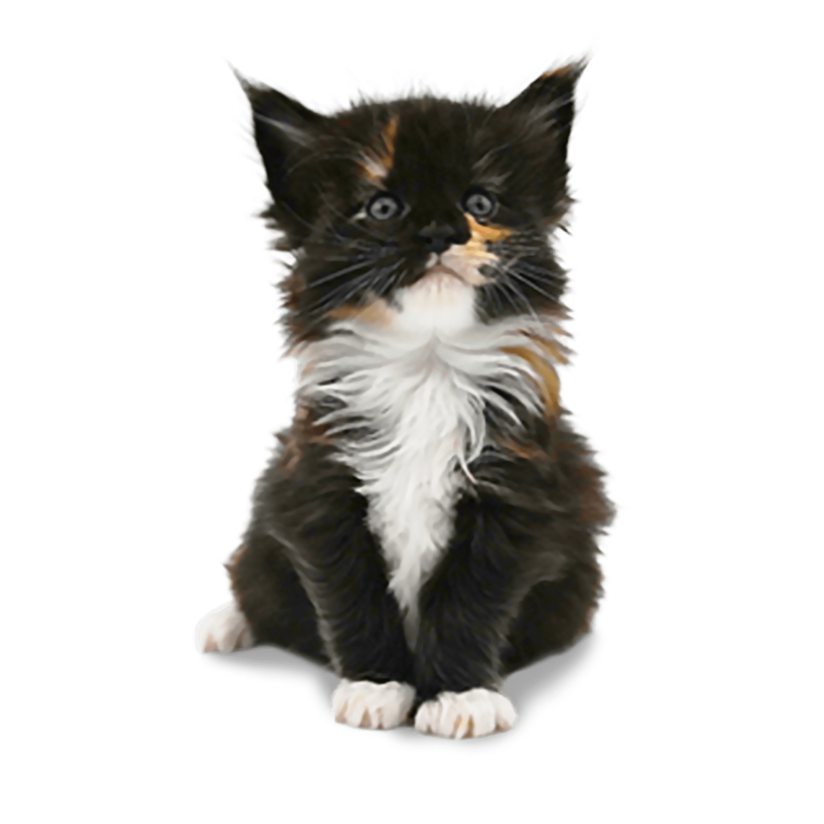 Maine Coon Kitten Hirschberger’s Jana