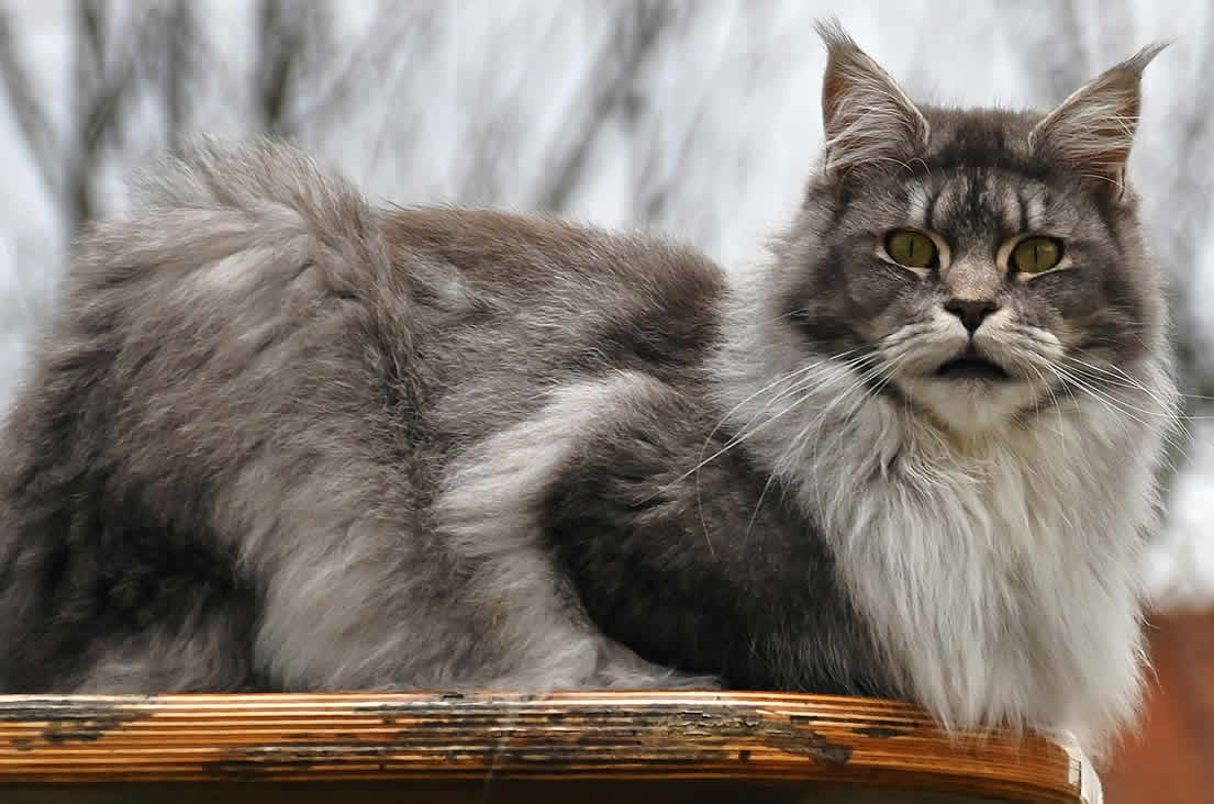 Maine Coon