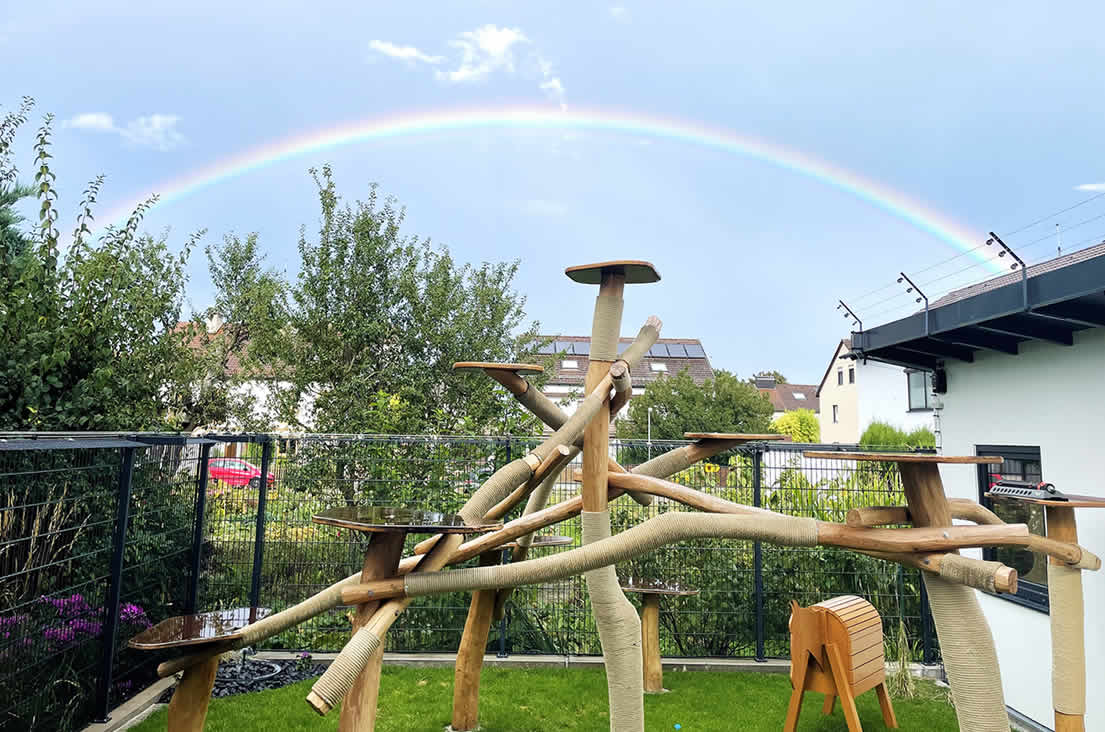 Regenbogenbrücke der Maine Coon Katzen