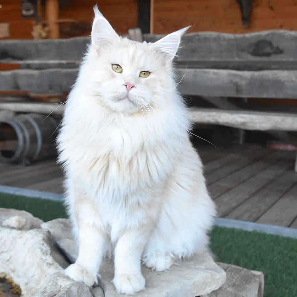 Alex of Maine Coon Castle