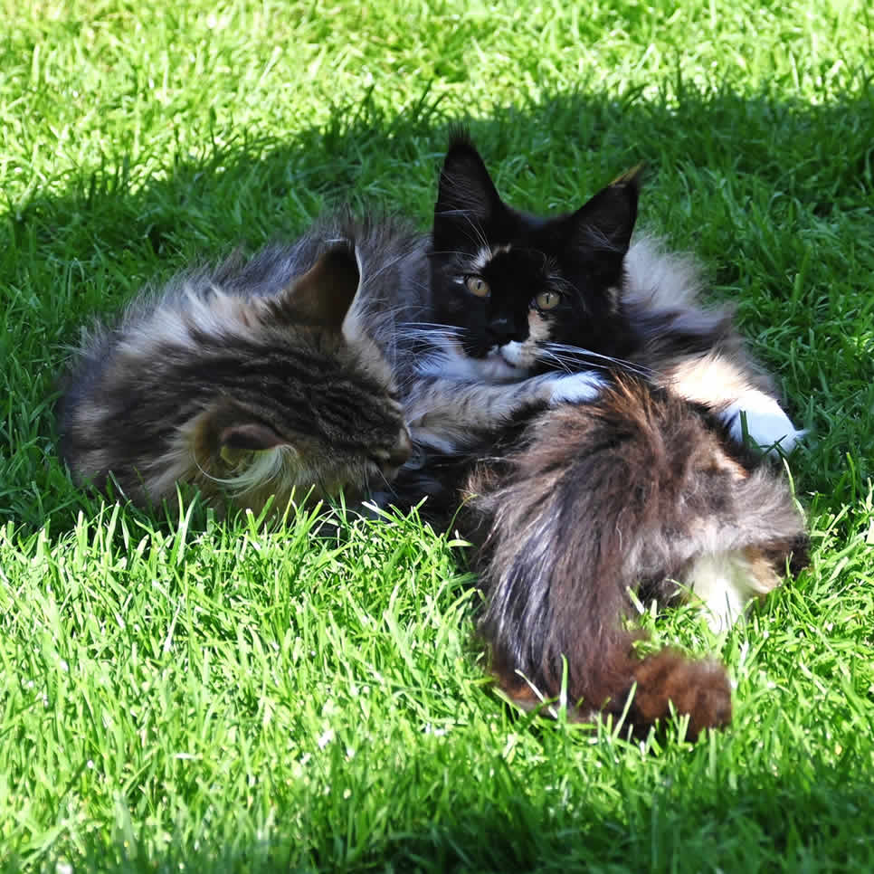 Maine Coon Katzen 