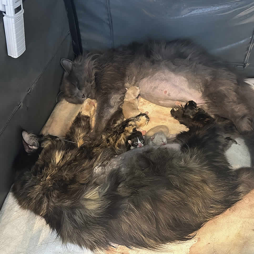 Maine Coon Babys