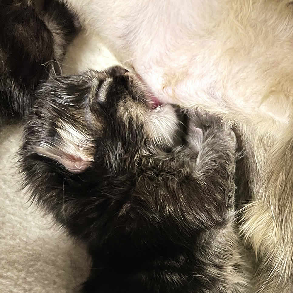 Maine Coon Baby beim säugen