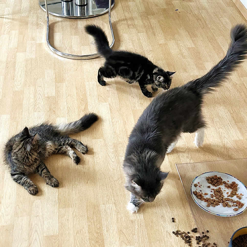 Eingewöhnung Maine Coon Katze