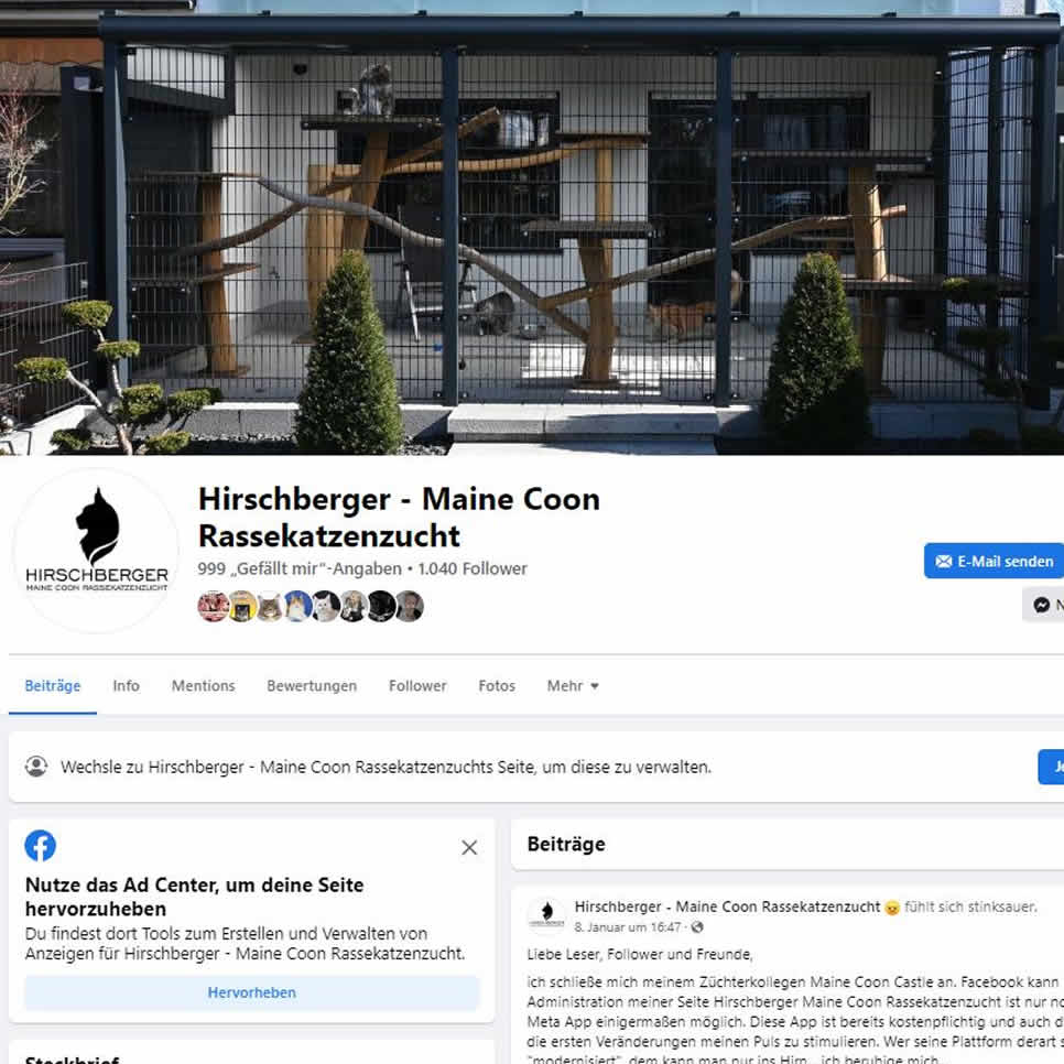 Hirschberger Maine Coon bei Facebook