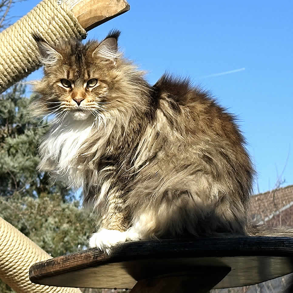 Verfilztes Fell bei Maine Coon Katze Bonny