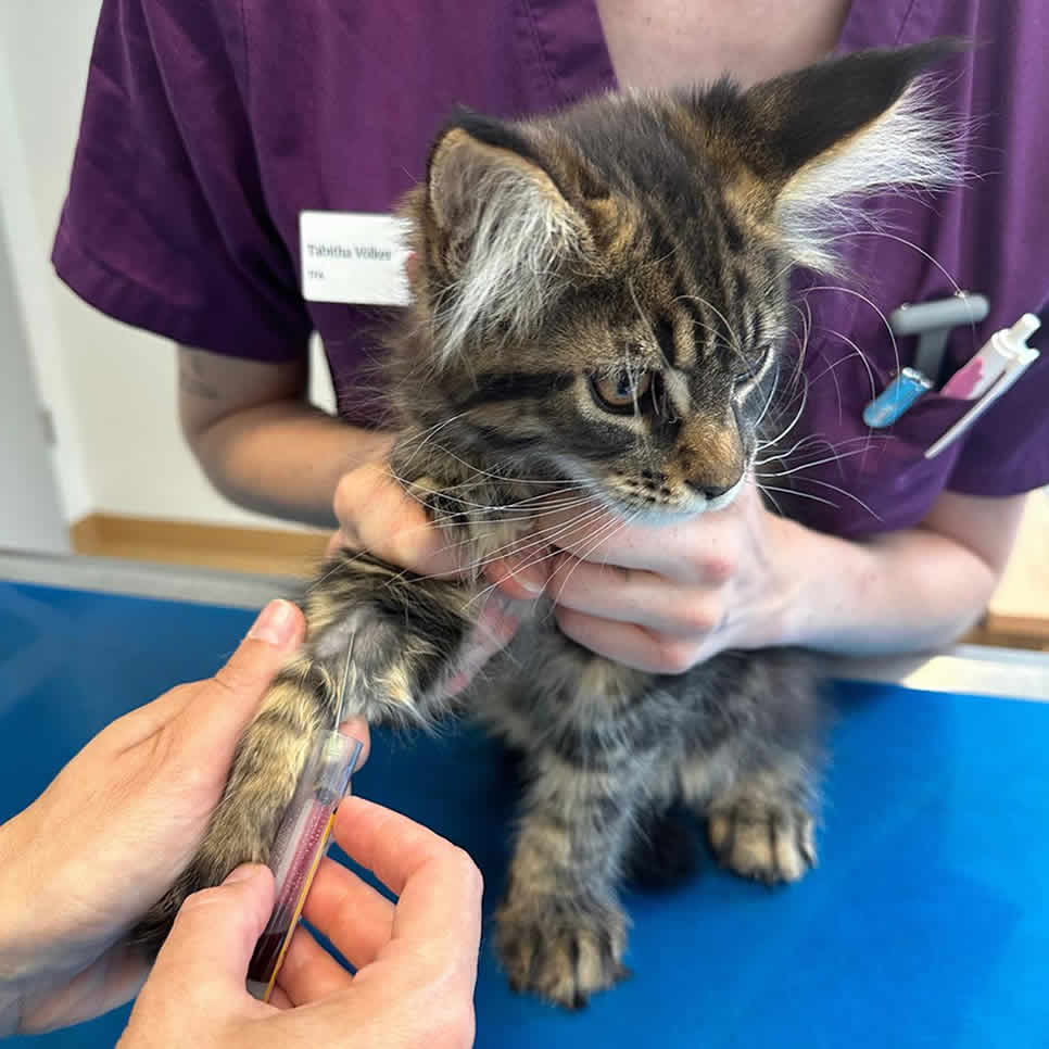 Gentest Maine Coon Katze