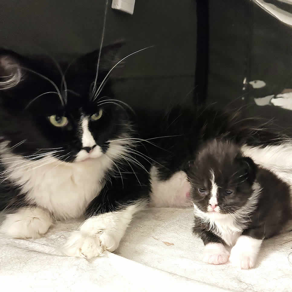 Maine Coon Baby mit Maine Coon Mutter