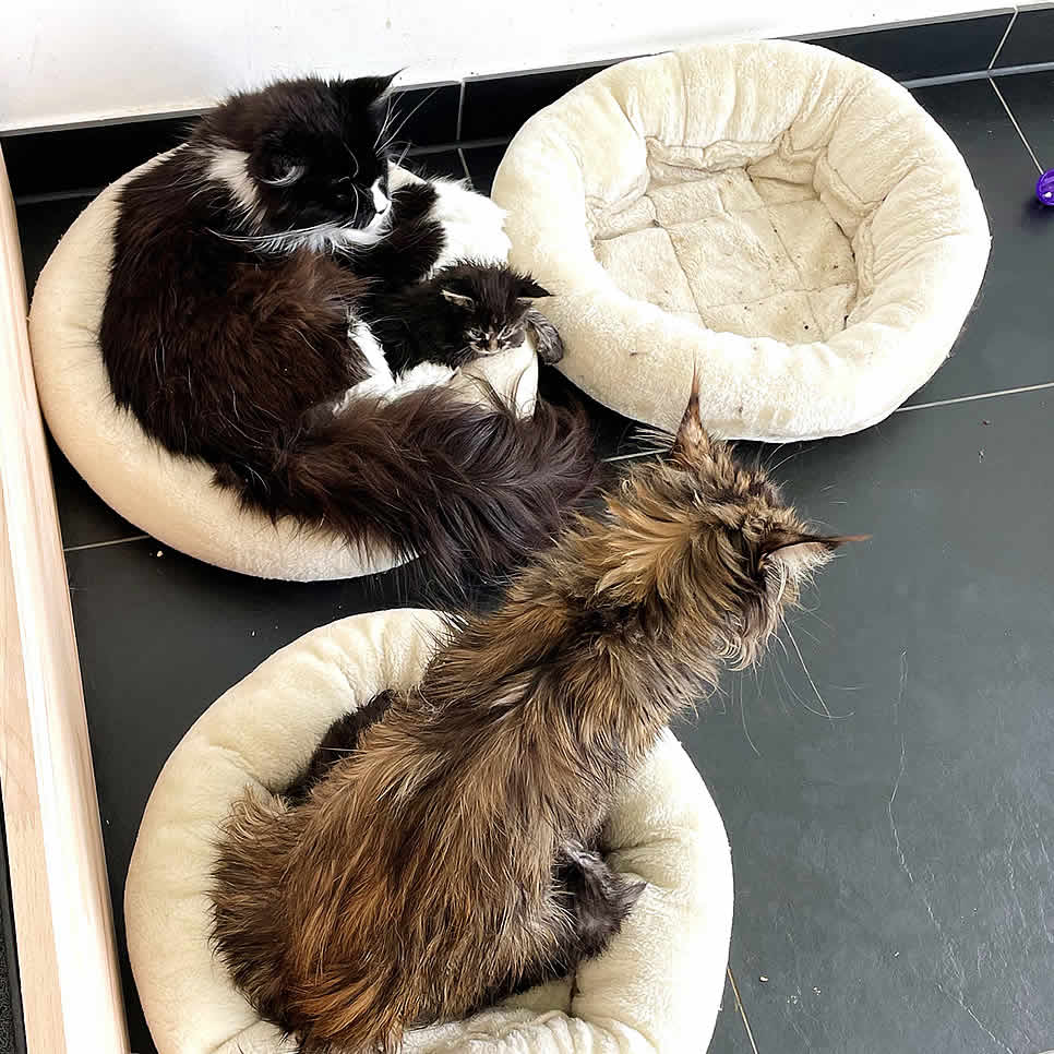 Maine Coon Katzen Gismo und Heaven