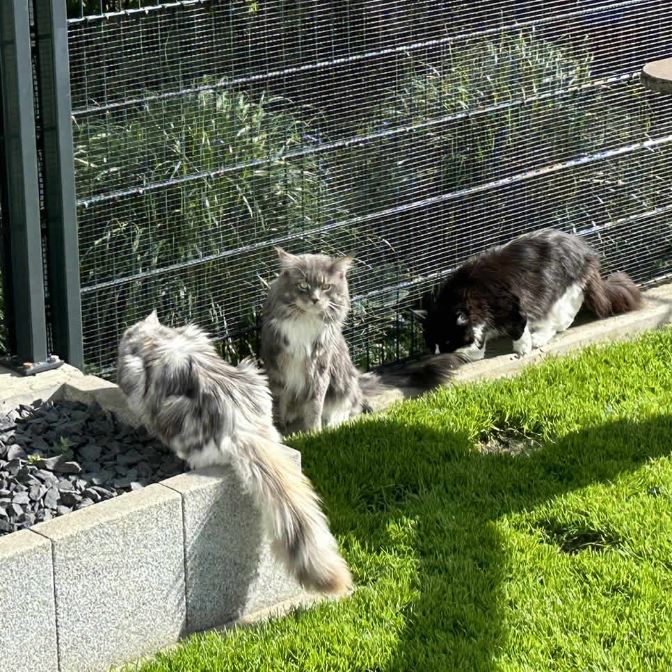 Maine Coon Katzen