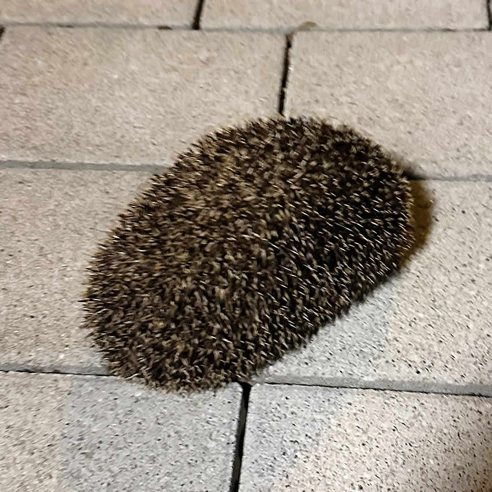 Igel im Freigehege