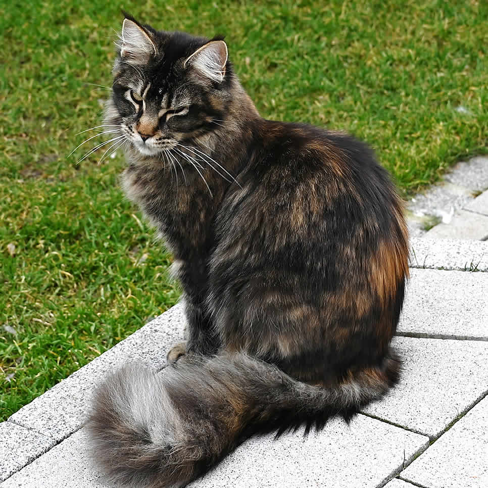 Rolligkeit bei Katzen Hirschberger Maine Coon