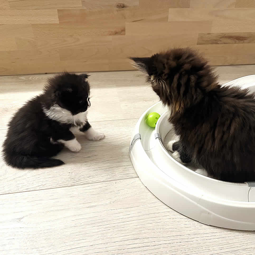 Maine Coon Babys beim spielen