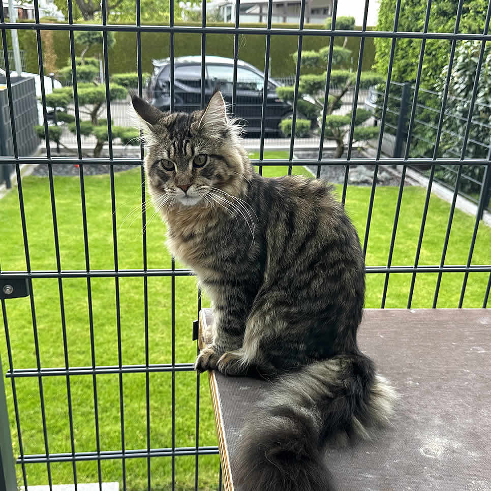 Maine Coon Kater Loki