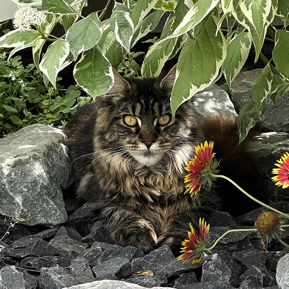 Maine Coon im Schatten