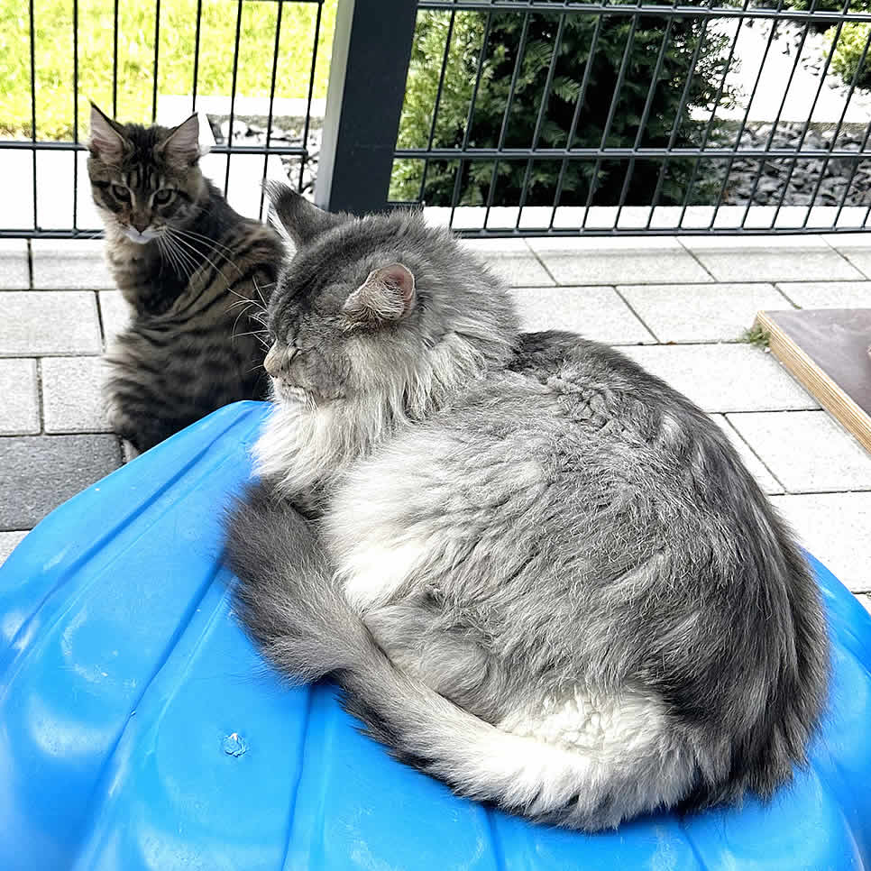 maine coon kater