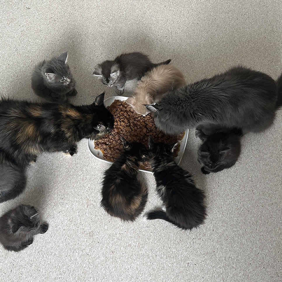 Futterumstellung bei Maine Coon Babys