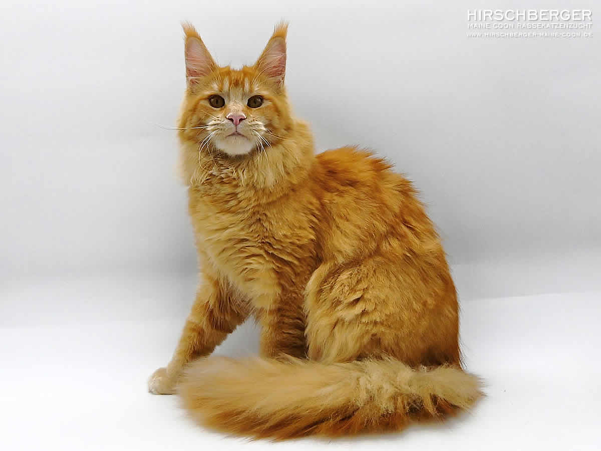 Rote Maine Coon Katze Hirschberger´s Elsa