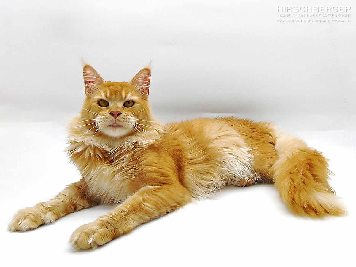 Maine Coon Kastrat Umberto of Maine Coon Castle -