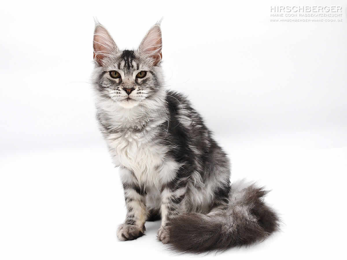 Maine Coon Kastrat Urmel of MCC