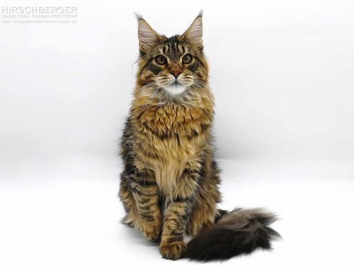 Loki of Maine Coon Castle