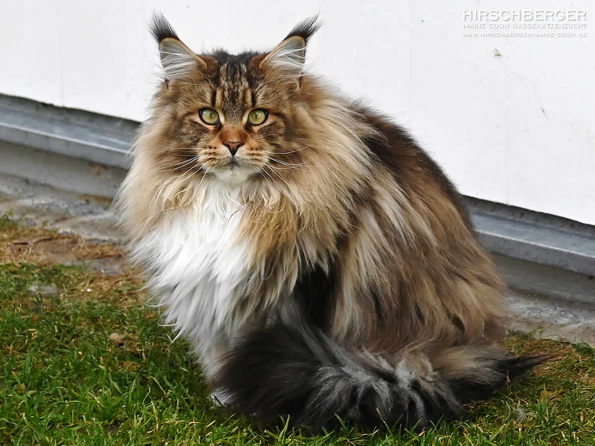 Main Coon Katze Hirschberger´s Bonny