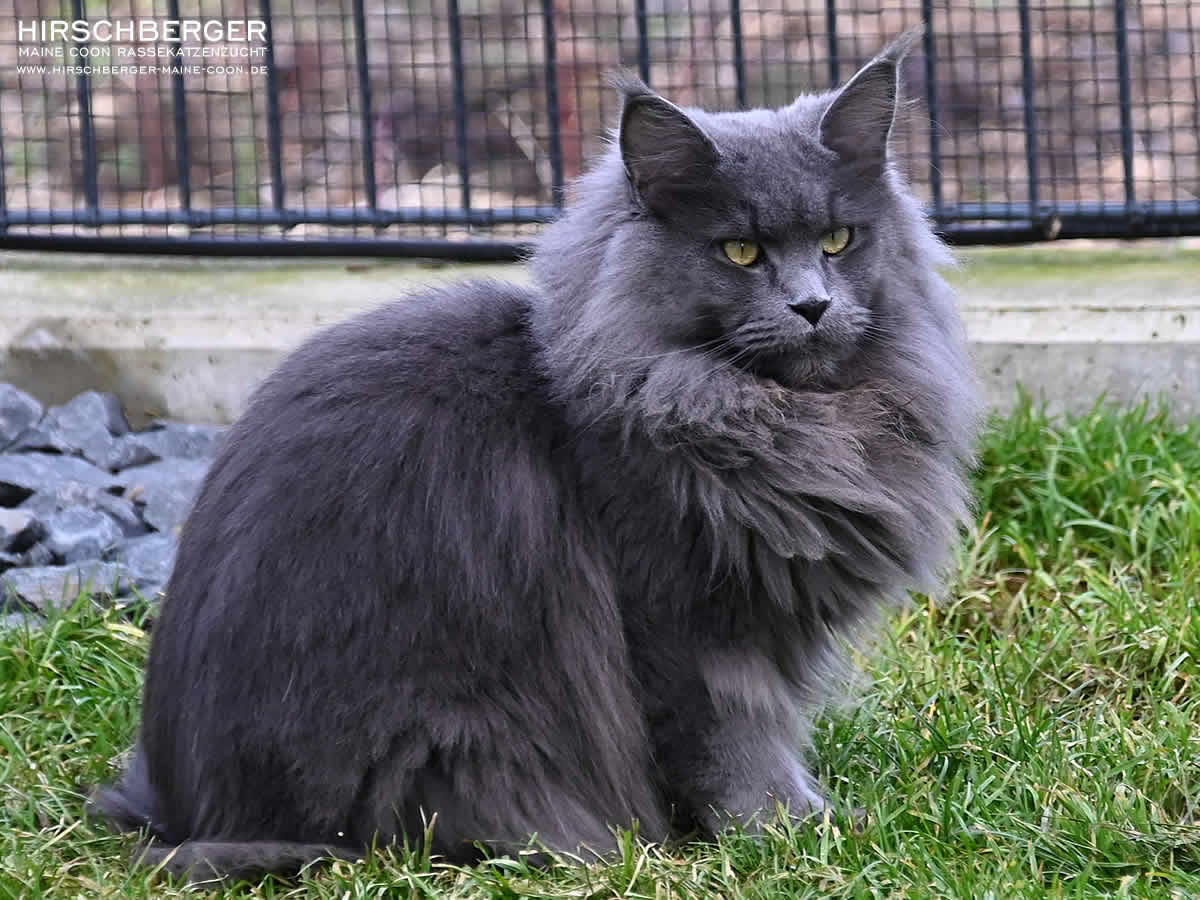 Blaue Maine Coon Blue Solid