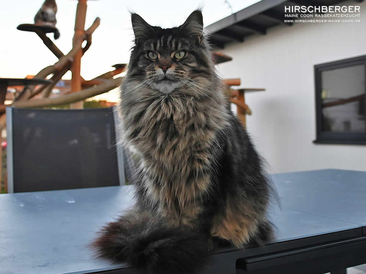 Maine Coon Black Tabby Hirschberger´s Dana