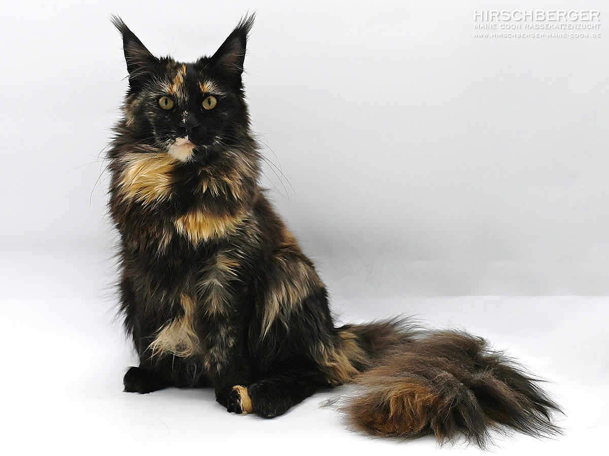 Maine Coon Katze Hirschberger´s Emma