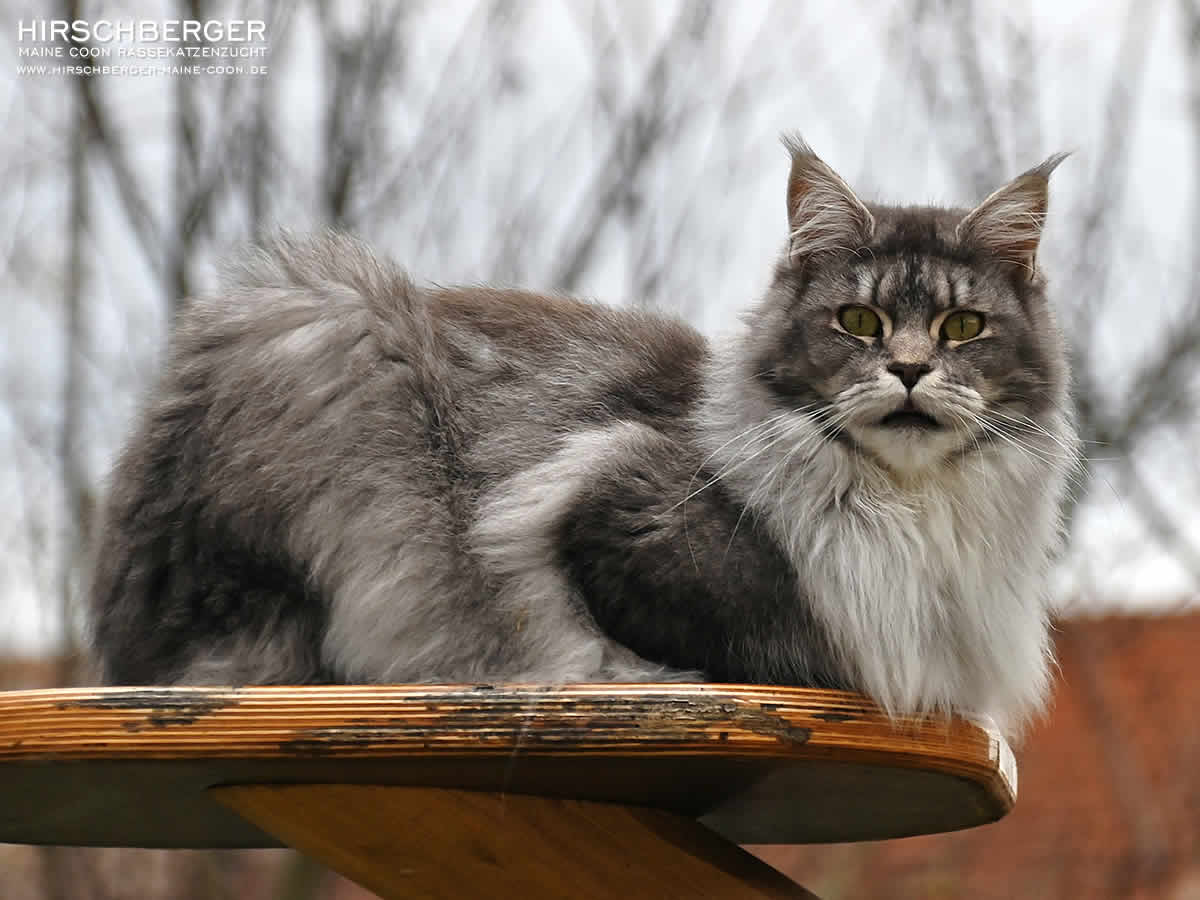 Riesen Maine Coon Finja Of Brendas Garden