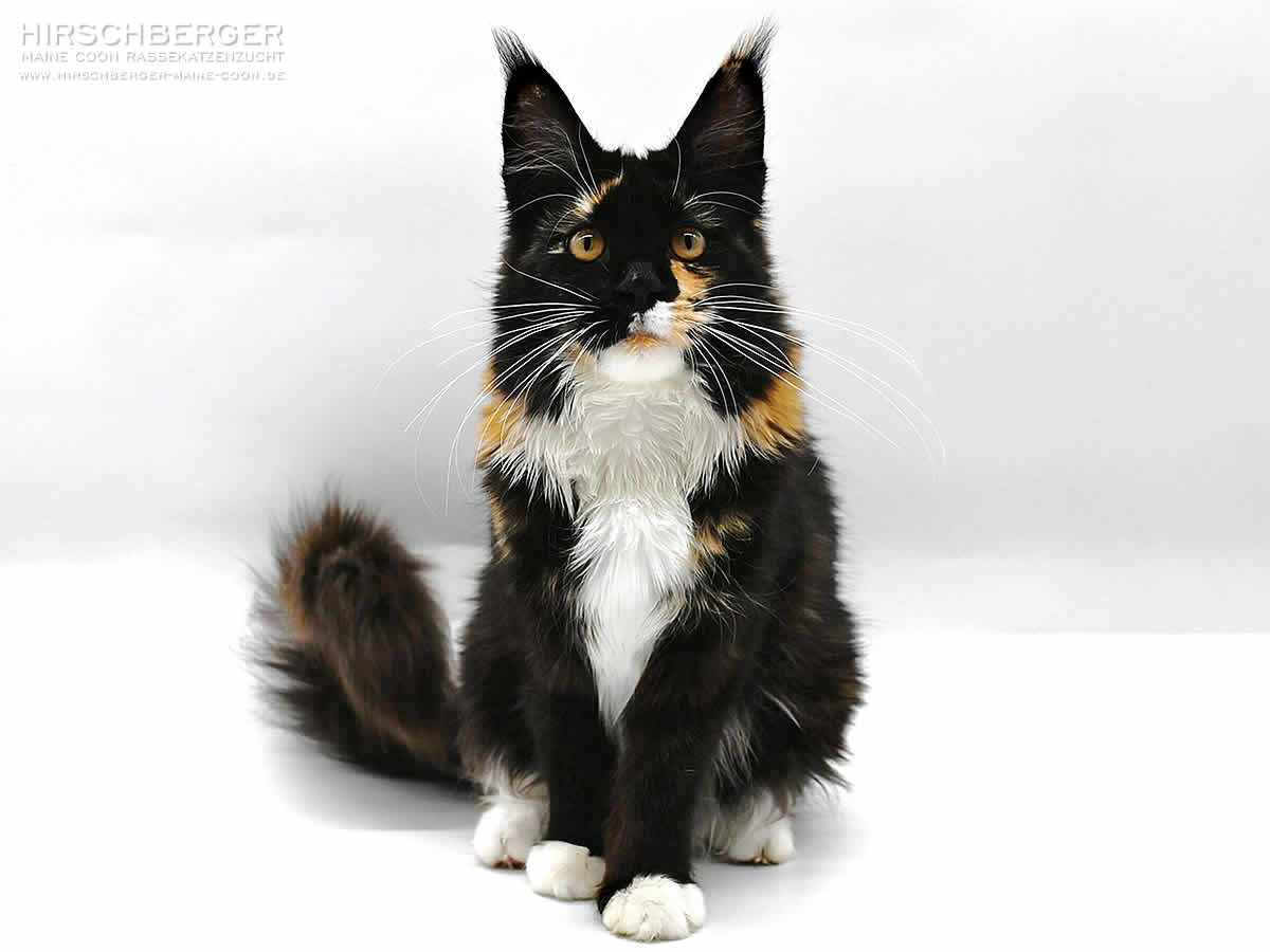 Hirschberger Maine Coon Zucht Hirschberger´s Jana