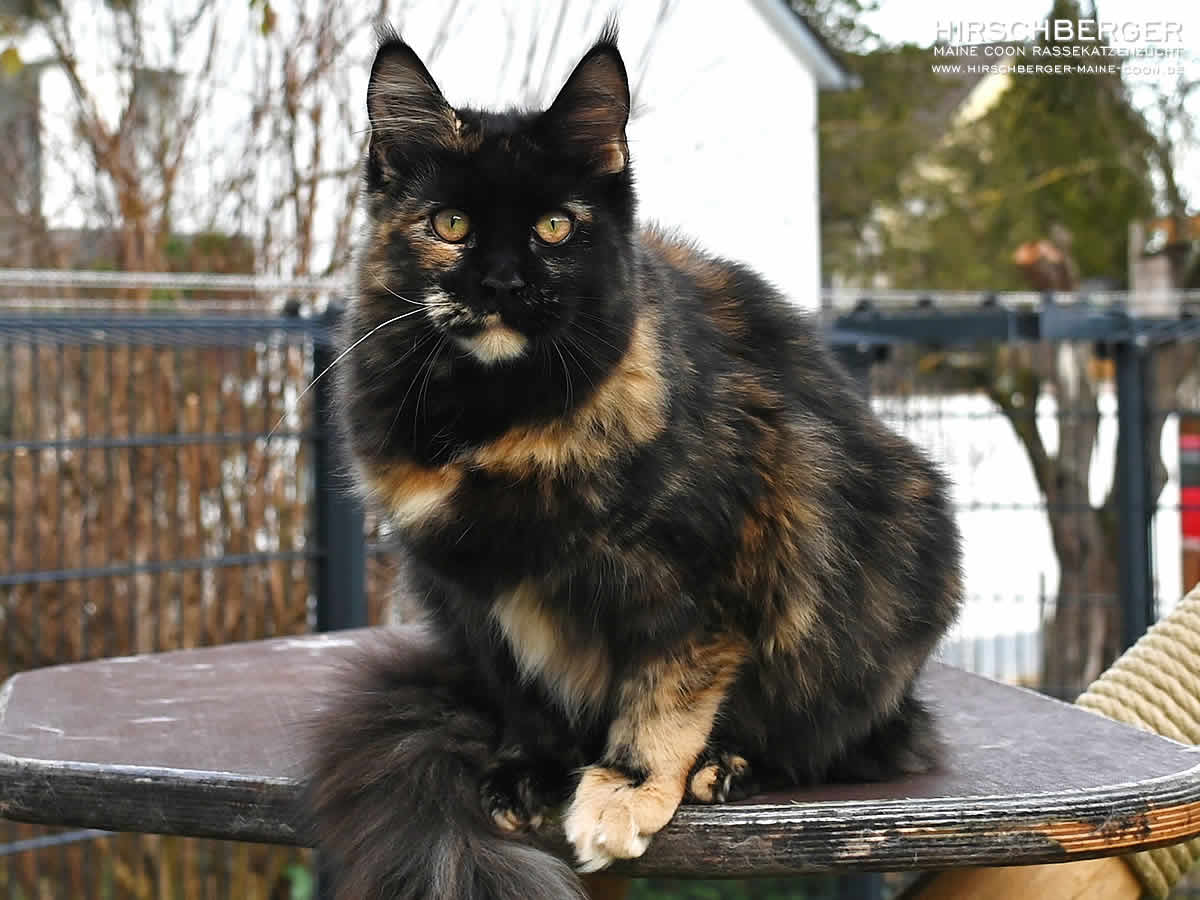 Grosse Maine Coon Lambada of Brendas Garden