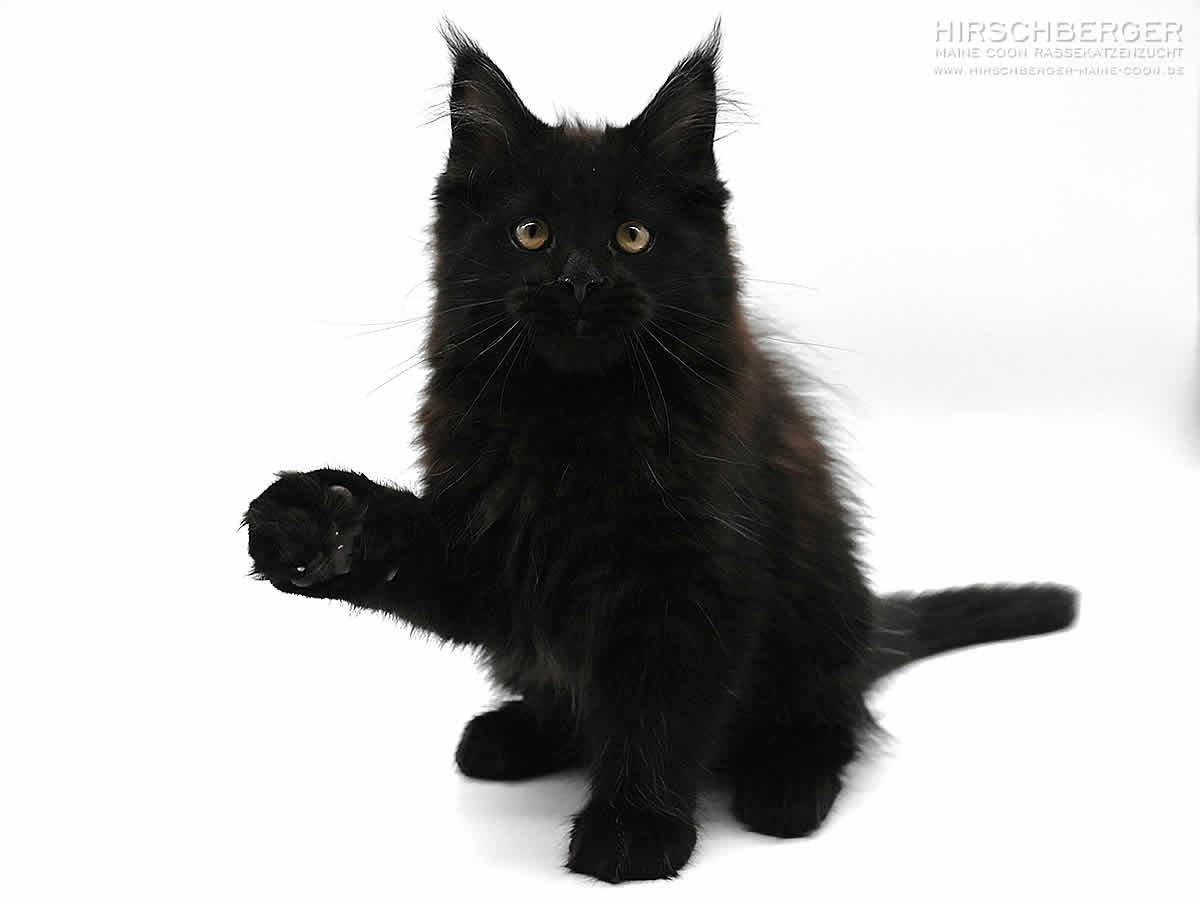 Schwarze Maine Coon Hirschberger´s Luna - 12 Wochen