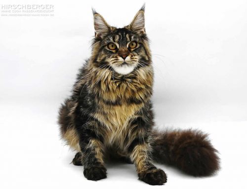 Luzi of Maine Coon Castle