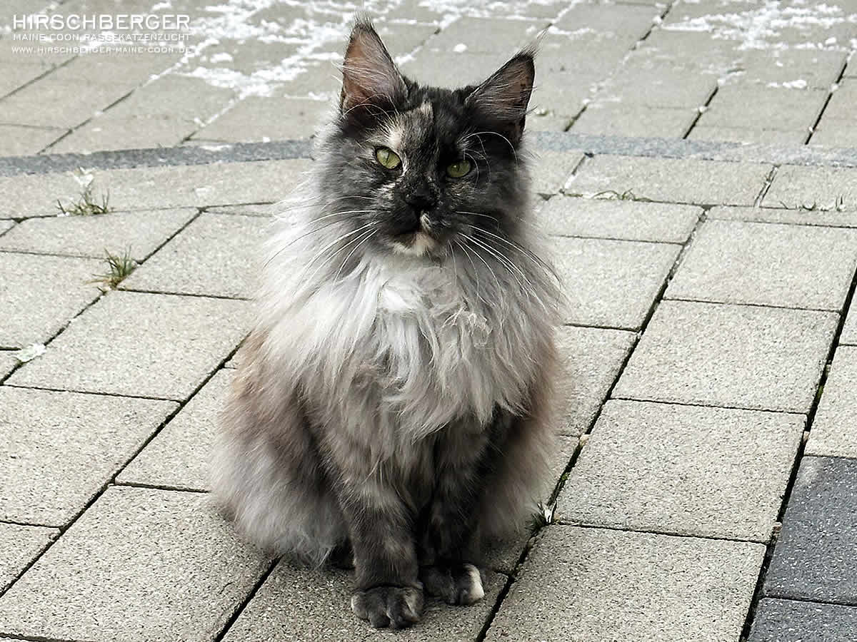 Maine Coon Zuchtkatze Schmuse Teddys Orchidee