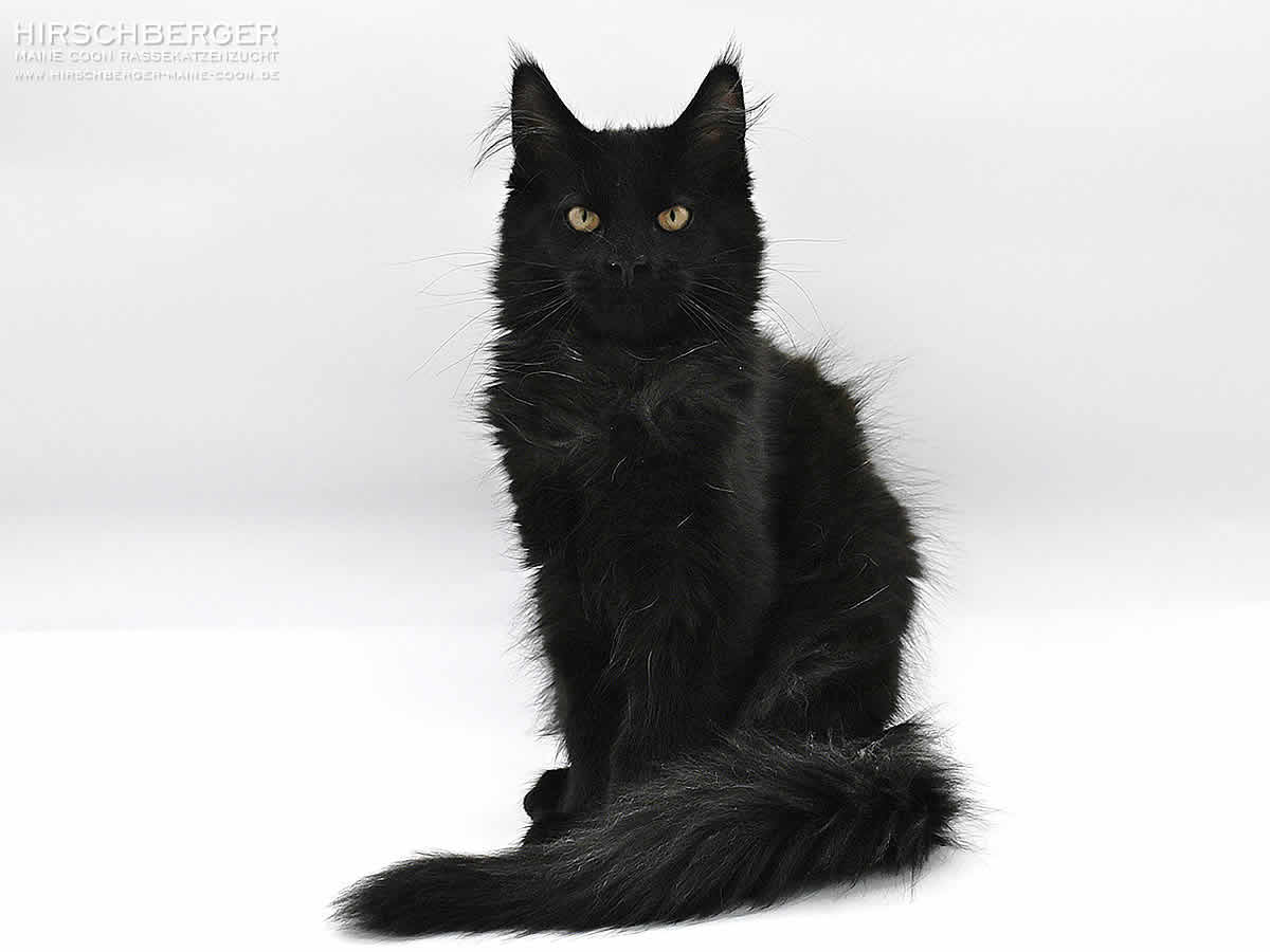 schwarze maine coon