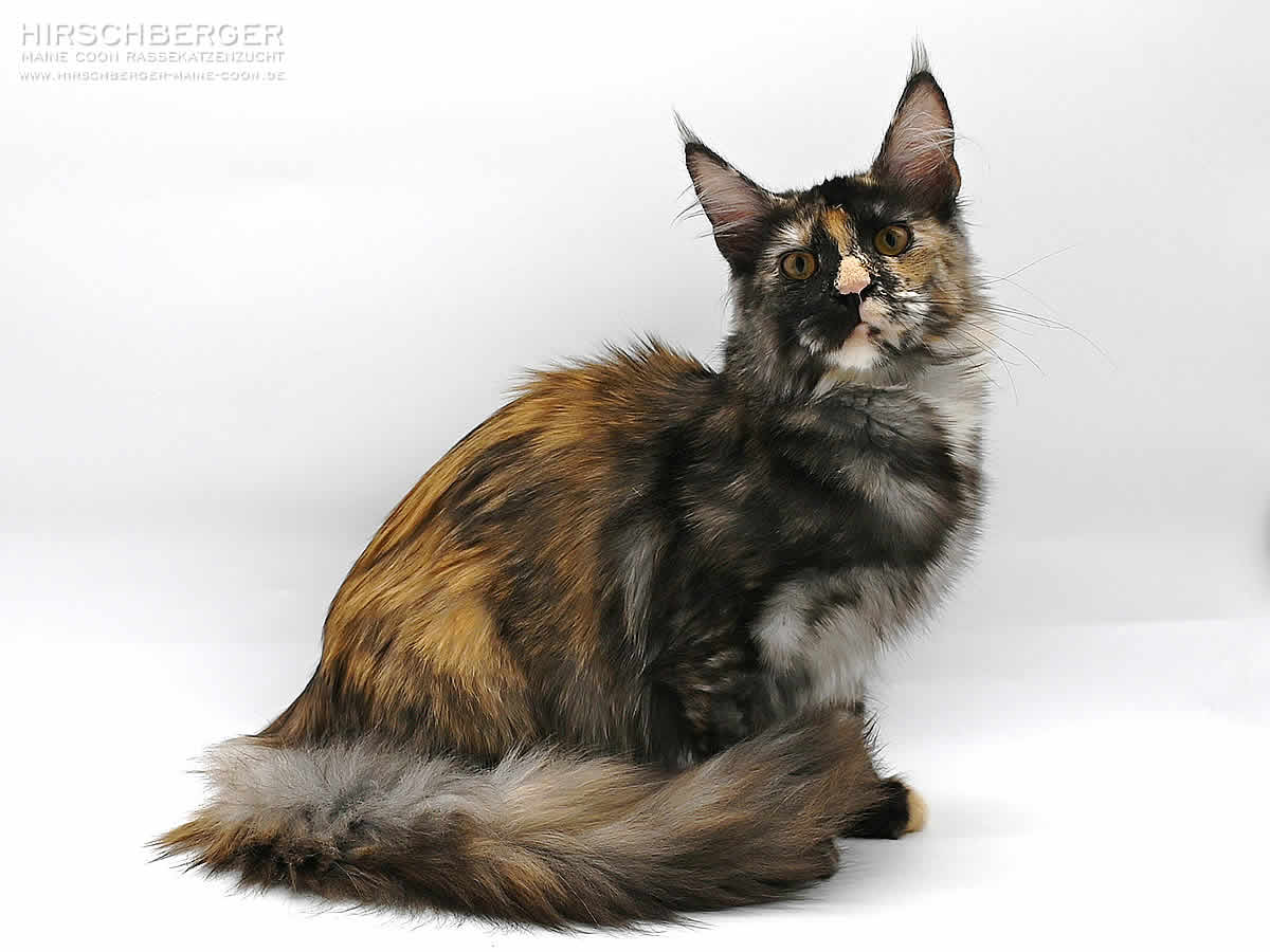 Bunte Maine Coon Katze