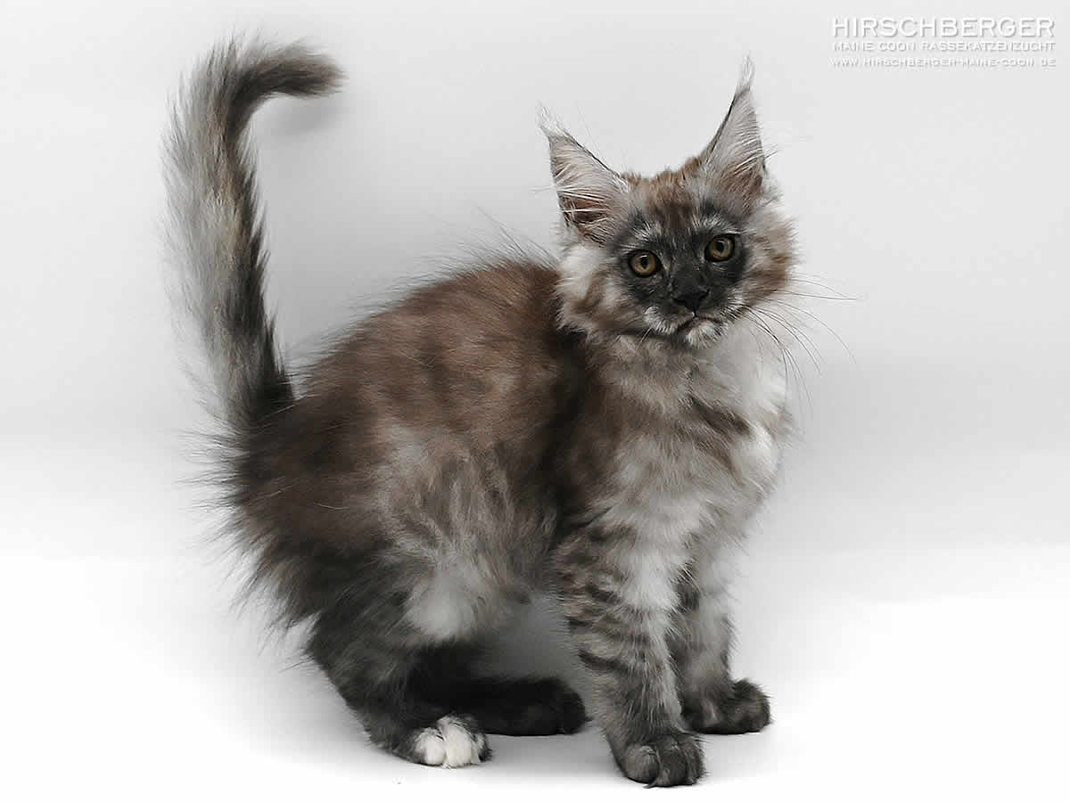 Maine Coon black smoke