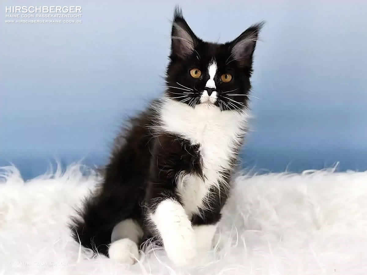 black white maine coon katze Hirschberger´s Kimmy 4,5 Monate