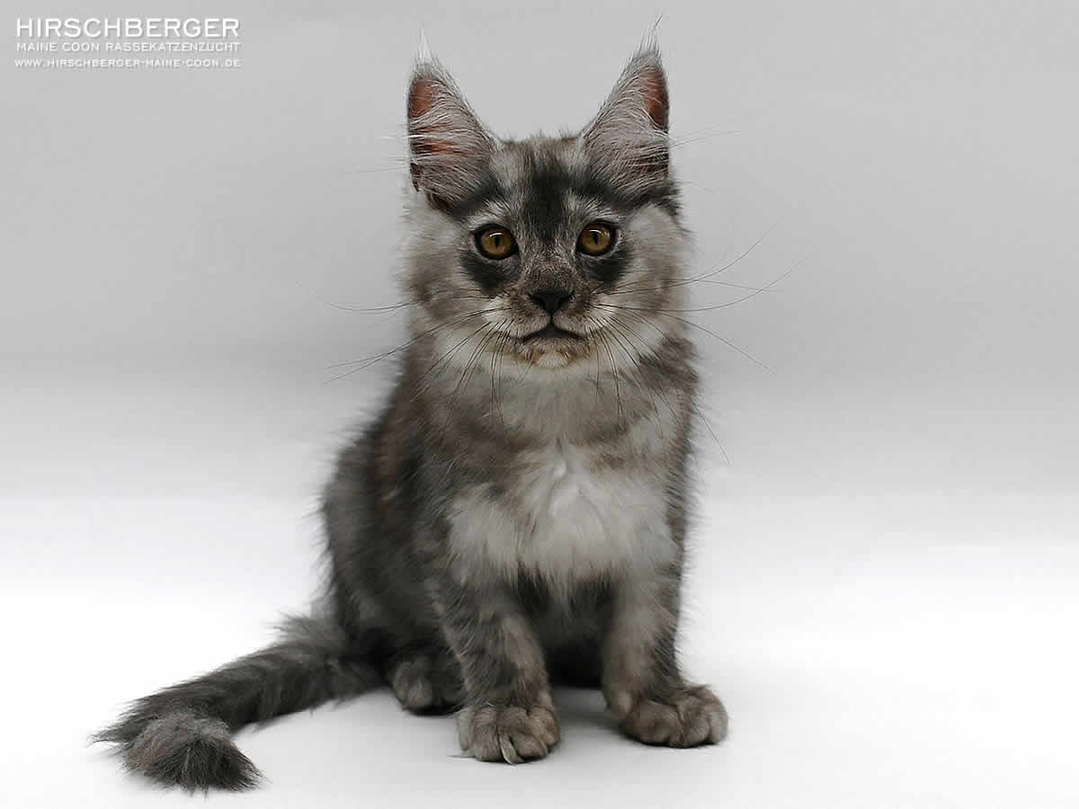 Maine Coon Baby Hirschberger´s Maika - 14 Wochen