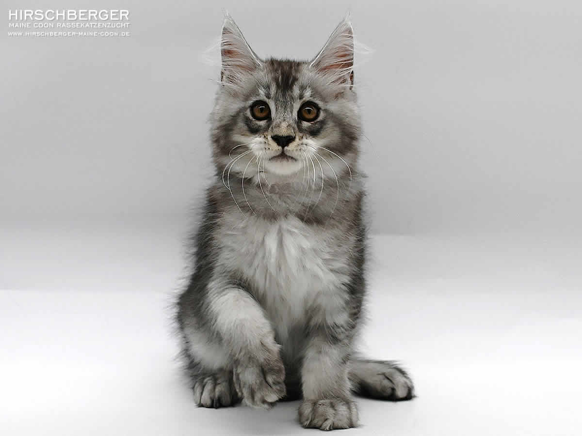 Maine Coon Baby Hirschberger´s Marvin - 14 Wochen