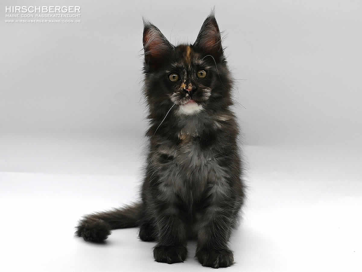 Maine Coon Baby Hirschberger´s Molly - 14 Wochen