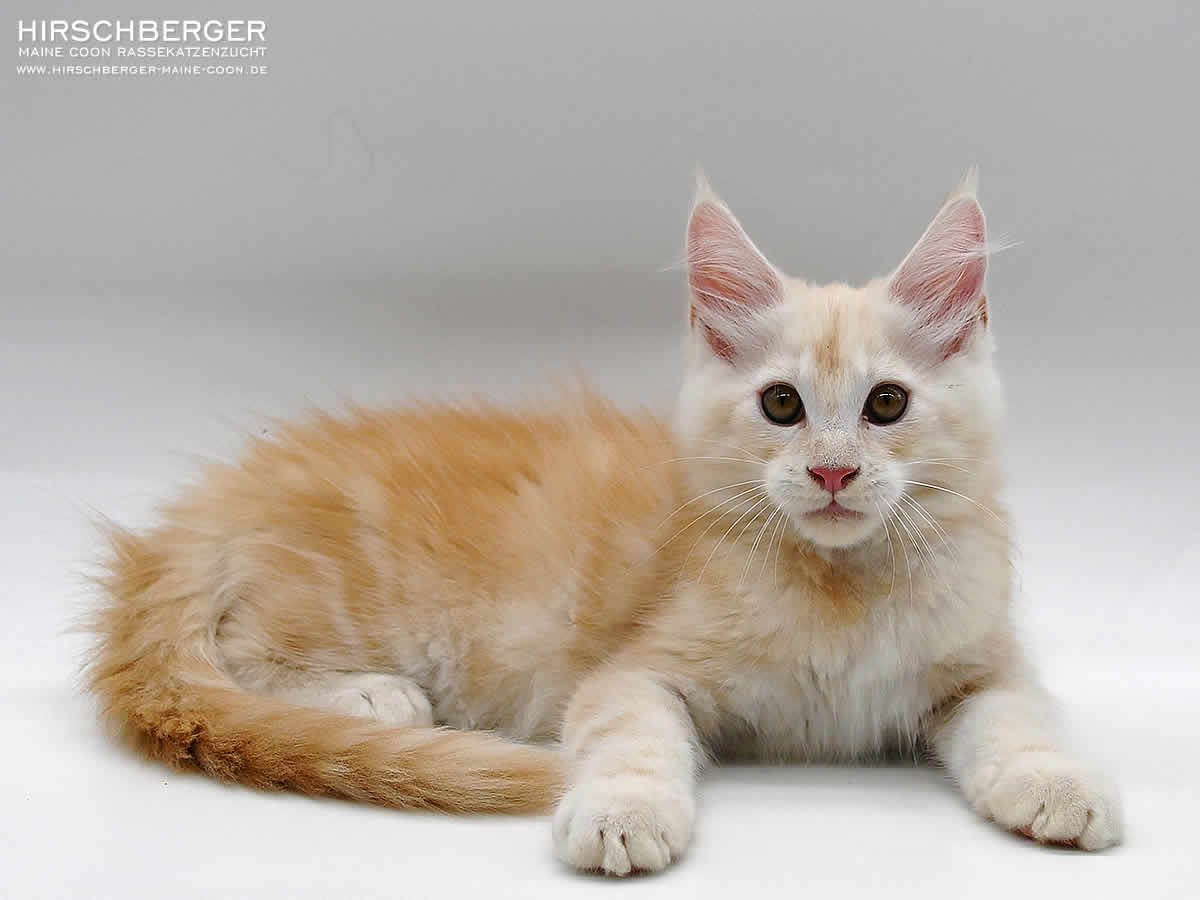 Maine Coon Kitten Hirschberger´s Mufasa - 14 Wochen